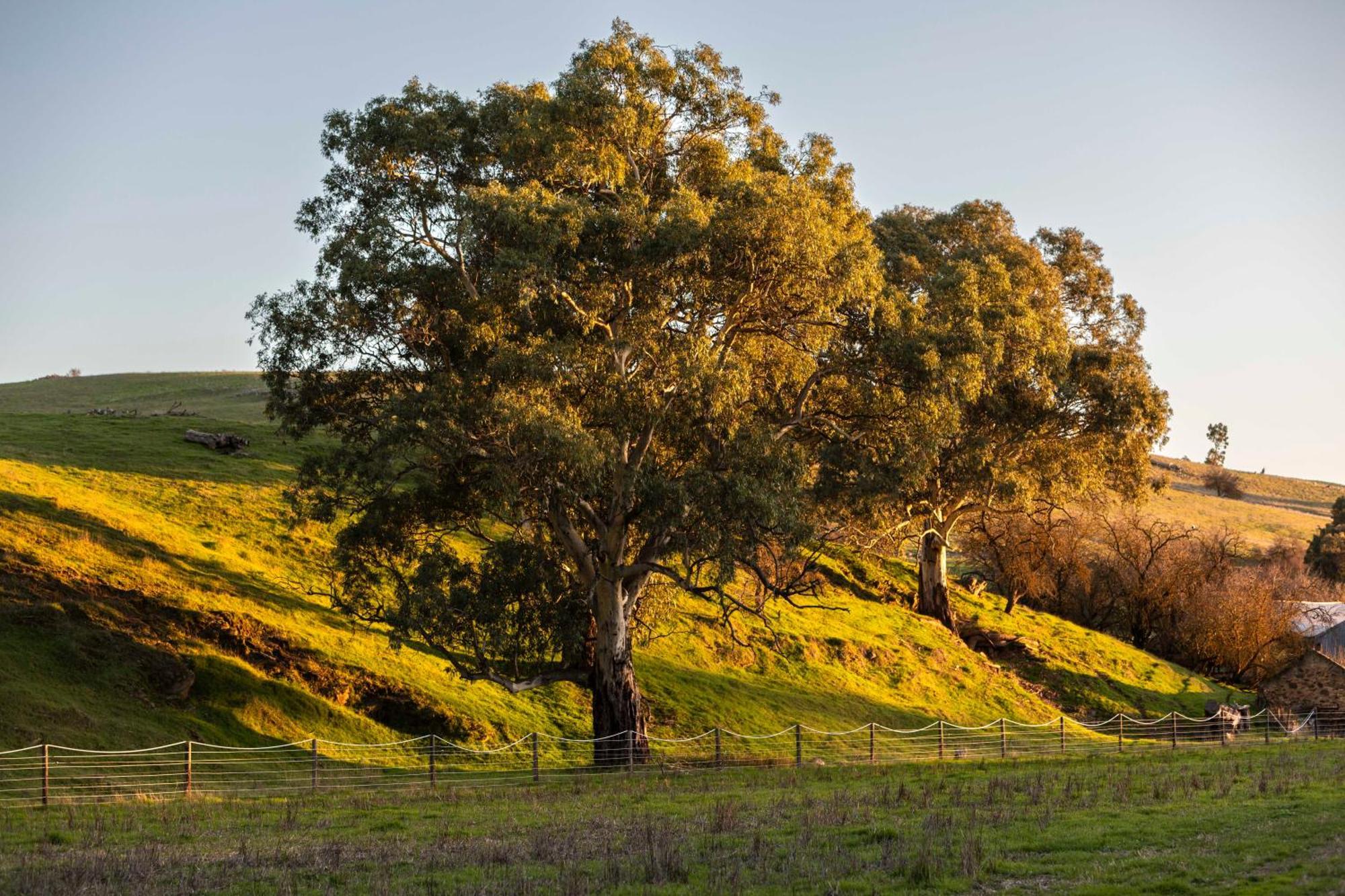 Gawler Park Estate Villa Angaston Dış mekan fotoğraf